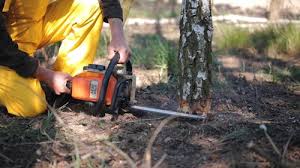 Best Tree Mulching  in Seabrook, SC