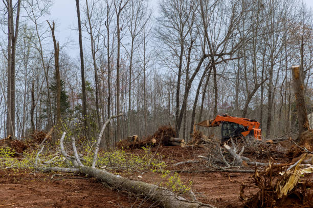 Best Tree Preservation Services  in Seabrook, SC